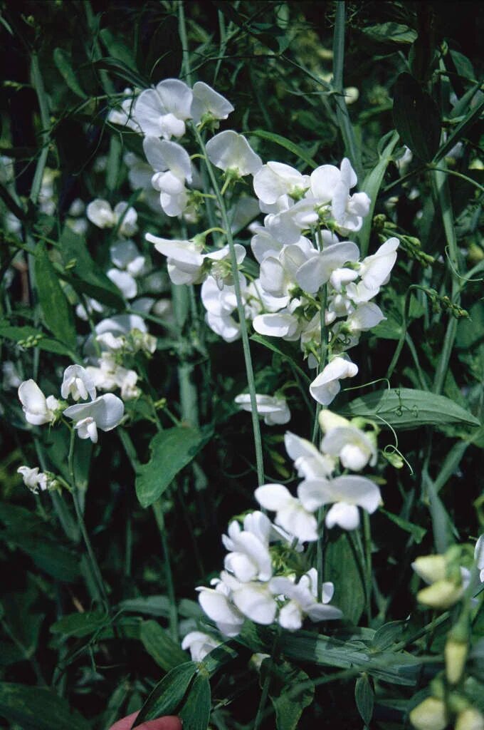 Giant Lathyrus Flower Seeds White – Heirloom, Non-GMO, High Germination Seeds