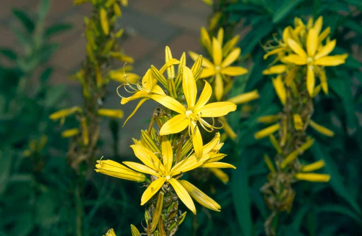 Asphodeline Flower Seeds Yellow for Planting – Heirloom Non-GMO High Germination Organic Seeds