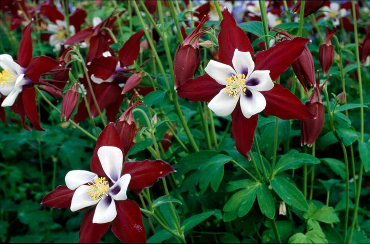 Maroon White Aquilegia Louisiana Flower Seeds – Heirloom, Non-GMO Seeds