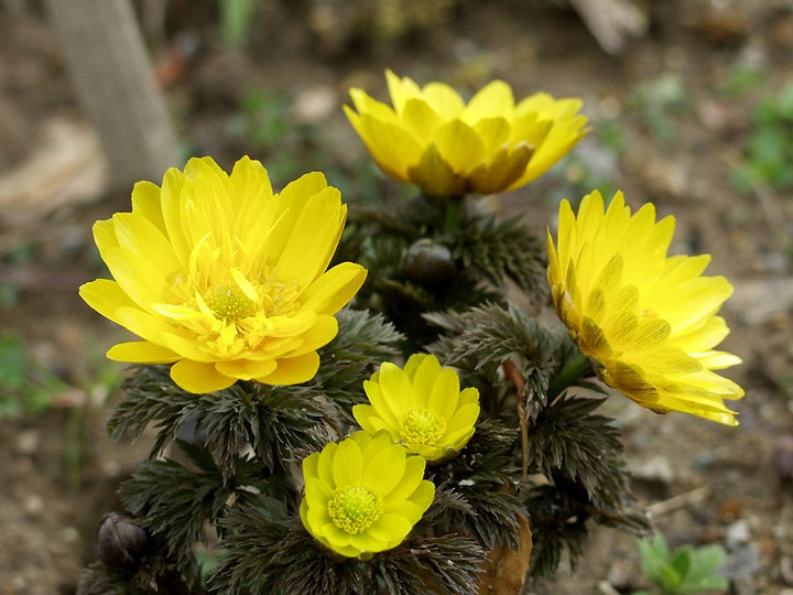 Yellow Adonis Flower Seeds for Planting – Heirloom Non-GMO High Germination Organic Garden Seeds