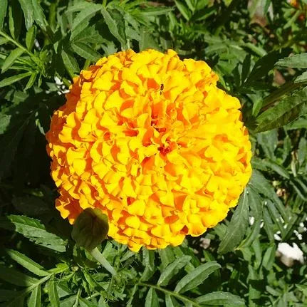 warmthlovingstrongbranchingmarigoldflowerforsowingheirloomnongmohighgerminationorganicgarden flower seeds