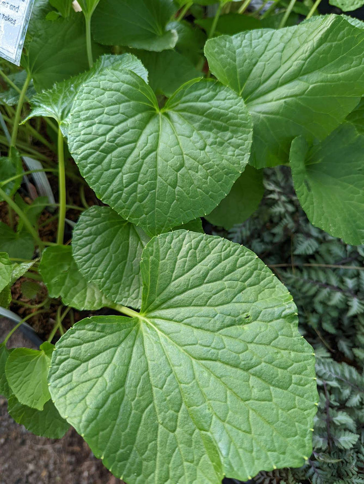 Daruma Wasabi Seeds – Heirloom, Non GMO, High Germination Organic Garden Herbs