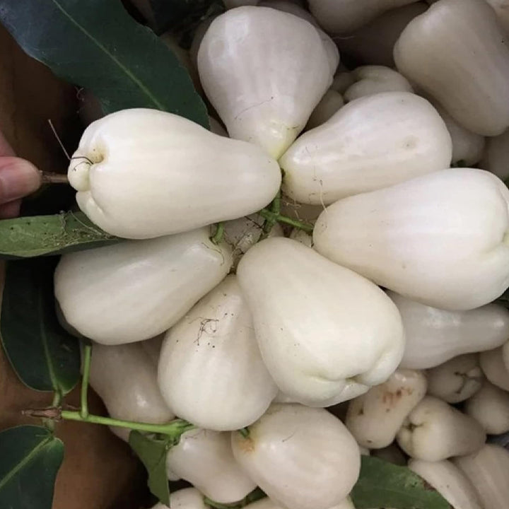 White Rose Apple Fruit Seeds for Planting – Heirloom Non-GMO High Germination Garden Seeds