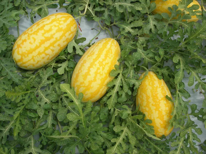 Gold in Gold Watermelon Seeds for Planting Heirloom Non-GMO High Germination Organic Garden Seeds