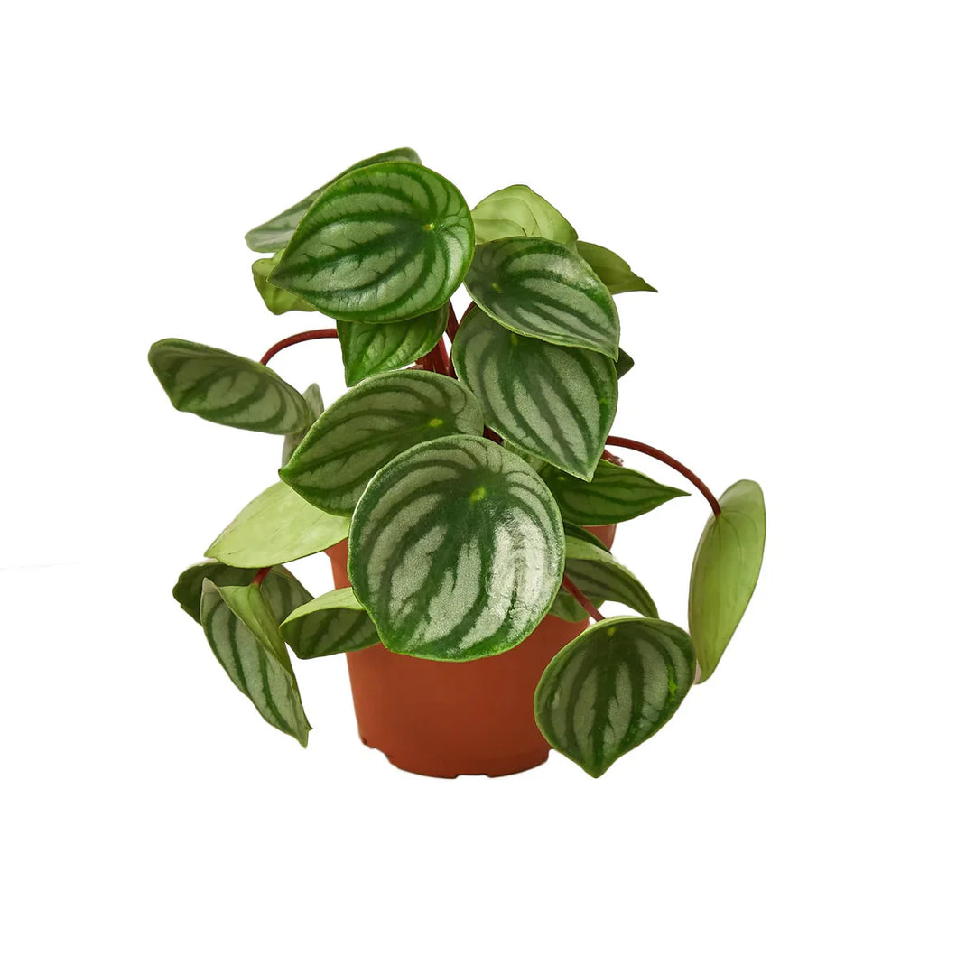 Green Peperomia herb seeds