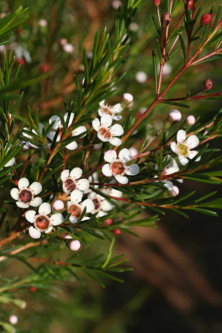 Semillas de flor de cera de Geraldton blanca, reliquia, sin OMG, alta germinación para sembrar