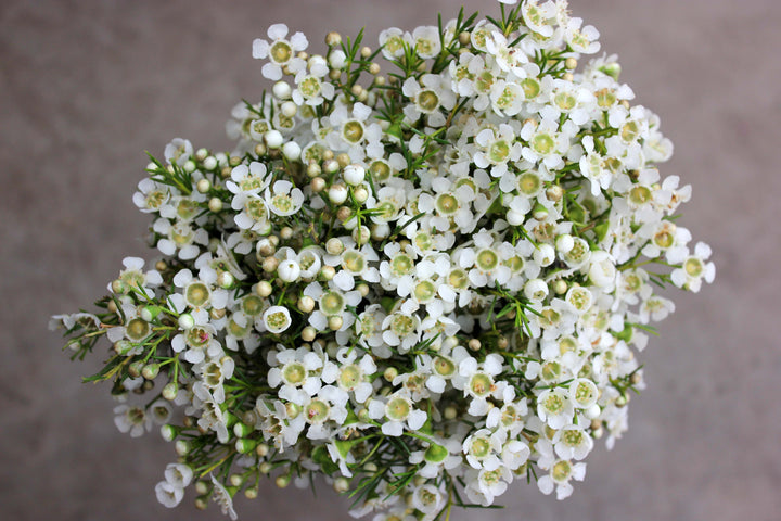 Chamelaucium Flower Seeds White for Planting – Heirloom Non-GMO High Germination Seeds