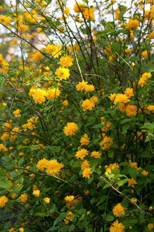 Semillas de flores de Kerria Japonica – Cimbra, sin OMG, semillas de alta germinación