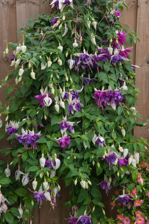 Giant Fuchsia Flower Seeds for Planting — Heirloom Non-GMO High Germination Seeds