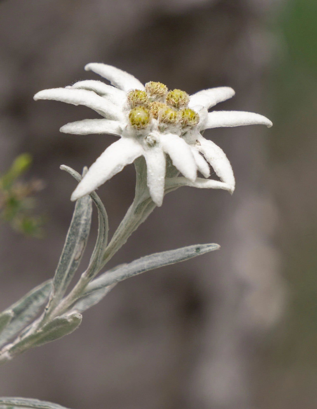 Edelweiss Alpine Flower Seeds White – Heirloom, Non-GMO, High Germination Seeds
