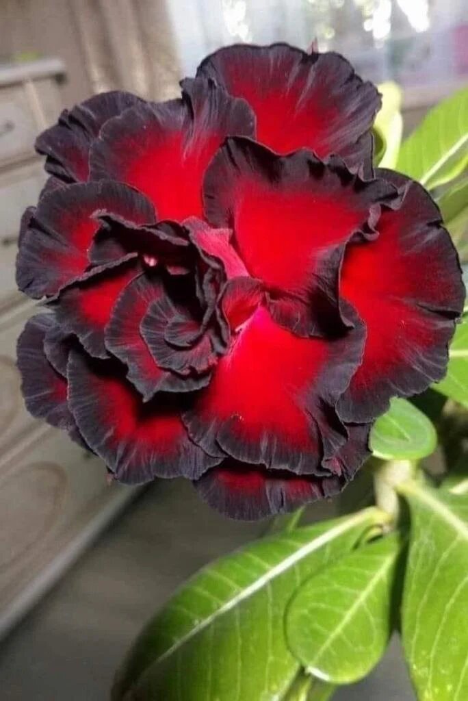 Double Desert Rose Flower Seeds Red – Heirloom Non-GMO High Germination Seeds for Planting
