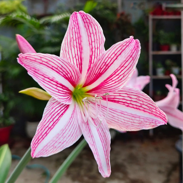 White Pink Amaryllis Flower Seeds for Planting – Heirloom Non-GMO High Germination Organic Seeds