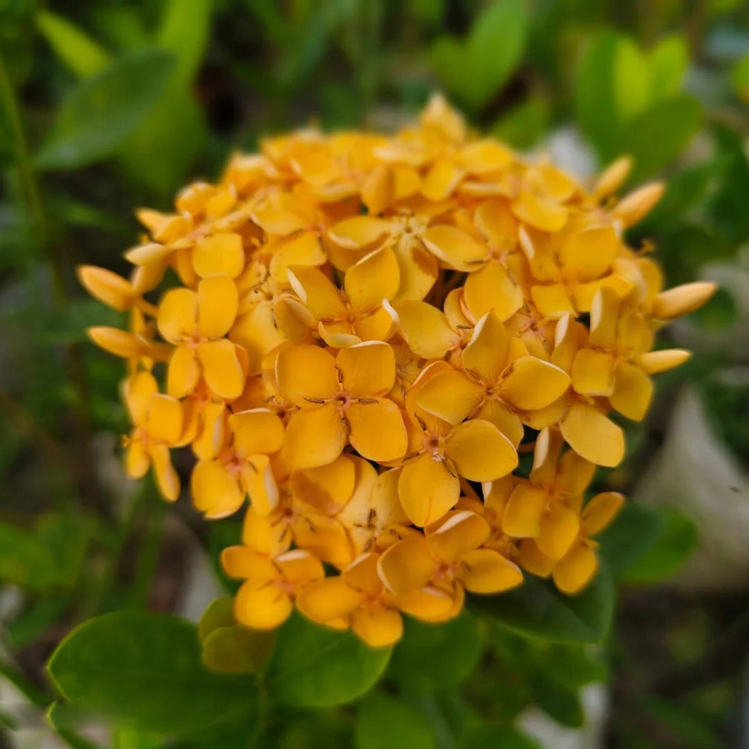 Ixora Flower Seeds Yellow – Heirloom Non-GMO High Germination Organic Garden Seeds