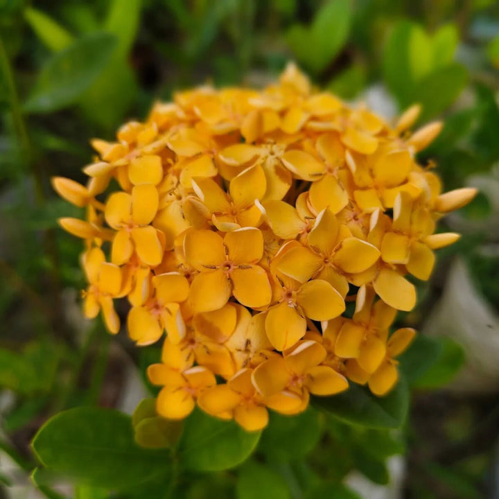 Ixora Flower Seeds Yellow – Heirloom Non-GMO High Germination Organic Garden Seeds