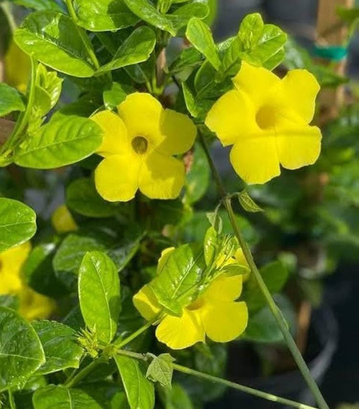 Dipladenia Flower Seeds Yellow – Heirloom, Non-GMO, High Germination Seeds