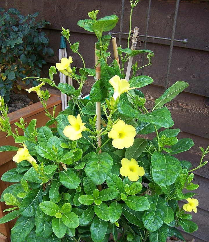 Dipladenia Flower Seeds Yellow – Heirloom, Non-GMO, High Germination Seeds