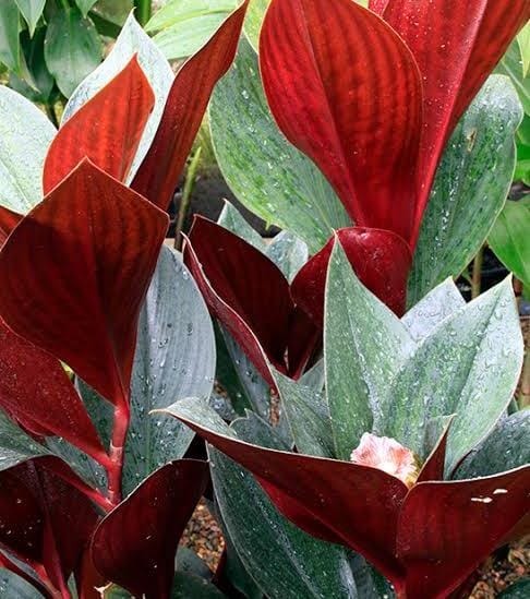 Rubra Seeds Rot – Alte Sorte, gentechnikfrei, hohe Keimrate, Bio-Gartensamen zum Pflanzen