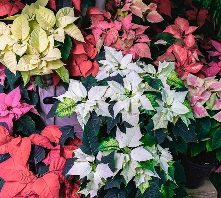 Mixed Poinsettia Flower Seeds – Heirloom, Non-GMO, High Germination Seeds