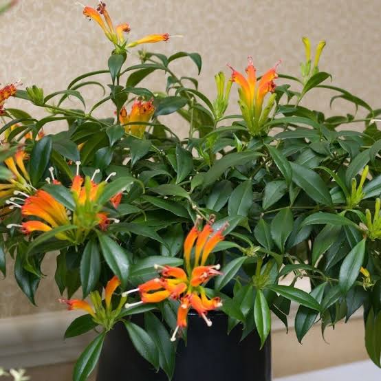 Orange Aeschynanthus Flower Seeds – Heirloom, Non-GMO, High Germination Seeds