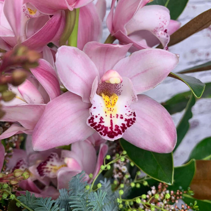 Light Pink Cymbidium Flower Seeds – Heirloom, Non-GMO, High Germination Seeds