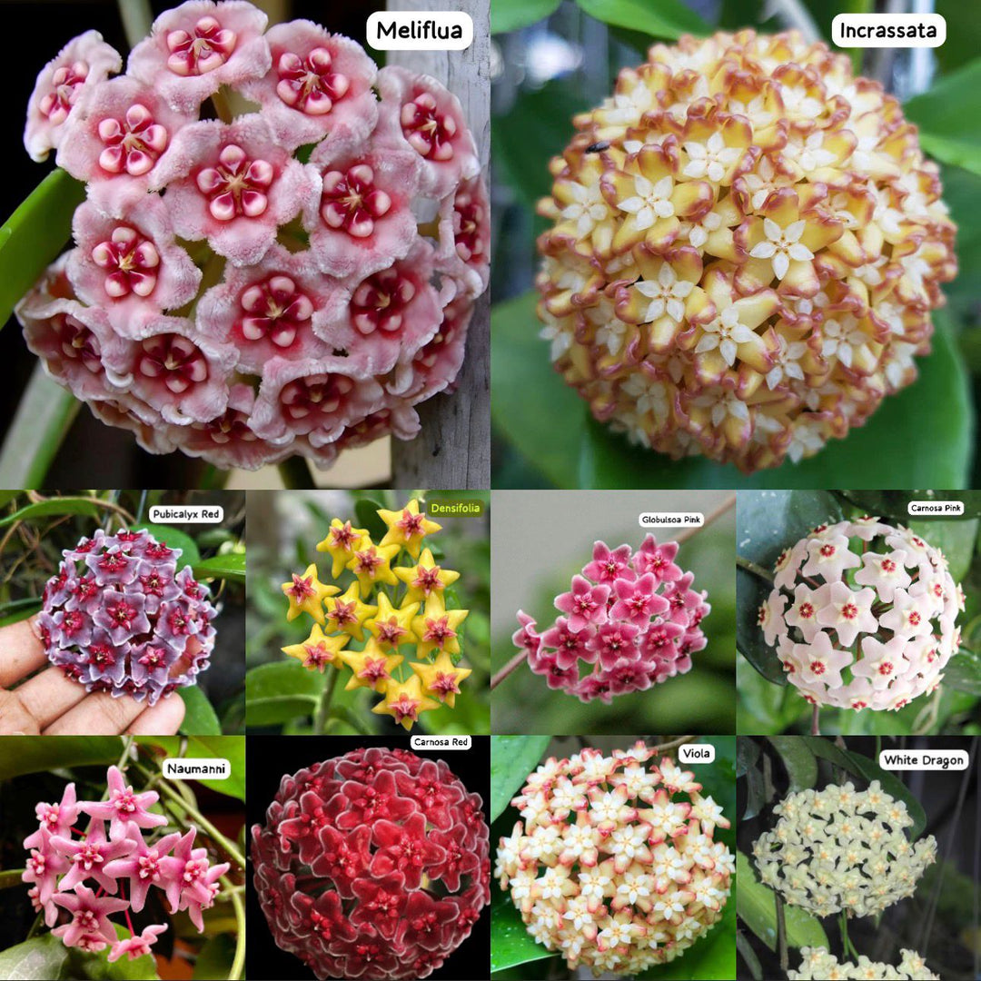 Mixed Hoya Flower Seeds – Heirloom, Non-GMO, High Germination Seeds