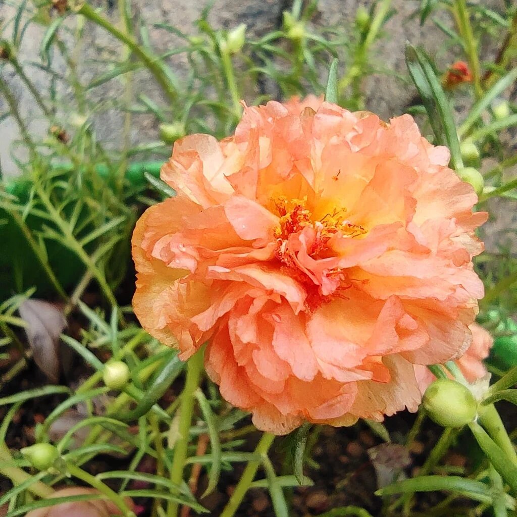 Orange Purslane Flower Seeds – Heirloom, Non-GMO, High Germination Seeds