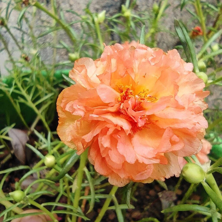 Orange Purslane Flower Seeds – Heirloom, Non-GMO, High Germination Seeds