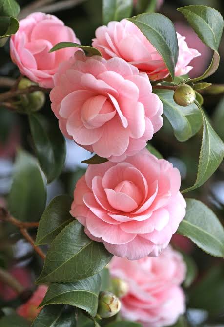 Semillas de flores de camelia rosa pálido – Cimiente, no-OGM, semillas de alta germinación para plantar