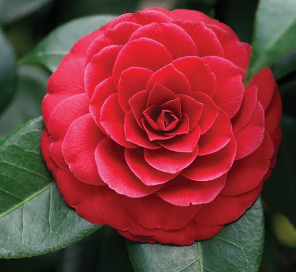 Red Camellia Flower Seeds – Heirloom, Non-GMO, High Germination, Organic Garden Seeds