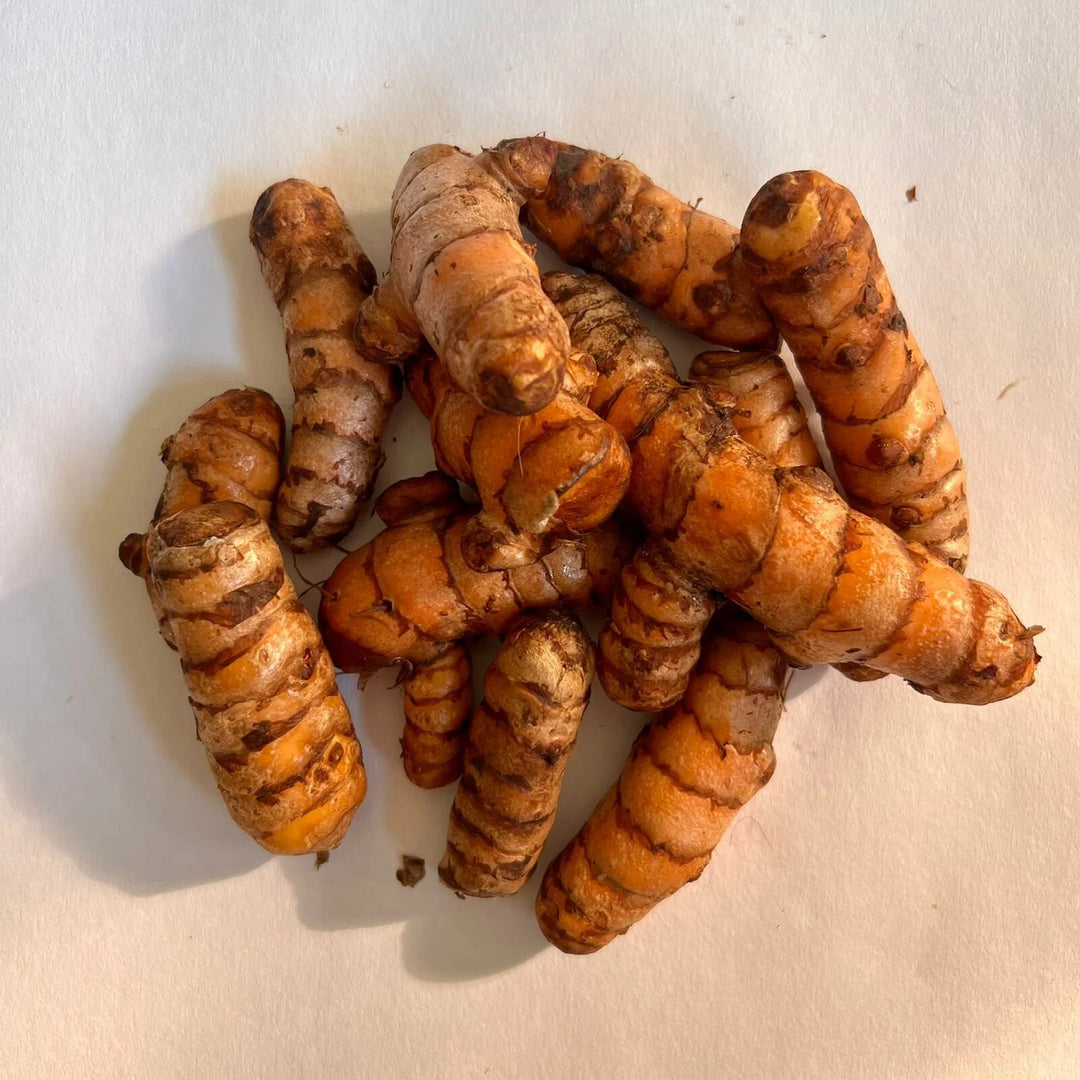 Brown Turmeric Root Seeds for Planting – Organic, Non-GMO, Heirloom Garden Seeds