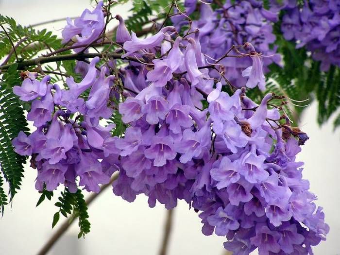 Purple Jacaranda Flower Seeds Heirloom Non-GMO High Germination Organic Garden Seeds for Planting