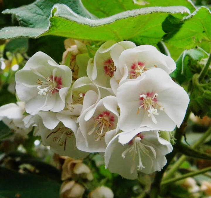 Dombeya Burgessiae Flower Seeds – Heirloom, Non-GMO, High Germination Seeds