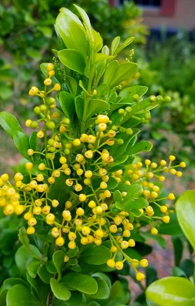 Aglaia odorata Flower Seeds for Planting – Heirloom Non-GMO High Germination Seeds