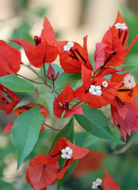 Giant Red Bougainvillea Flower Seeds Heirloom Non-GMO High Germination Organic Garden Seeds for Planting