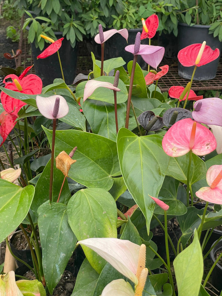 Anthurium Flower Seeds Mixed – Heirloom Non-GMO High Germination Seeds
