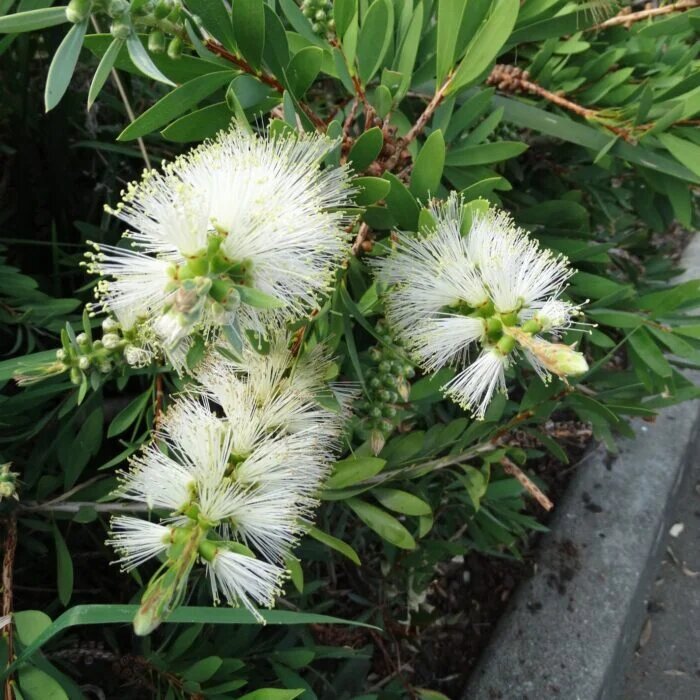 White Bottle Brush Flower Seeds – Heirloom, Non-GMO, High Germination Organic Garden Seeds