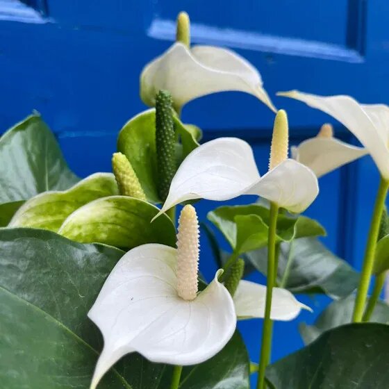 White Blooming Anthurium Flower Seeds for Planting – Heirloom Non-GMO Organic Seeds