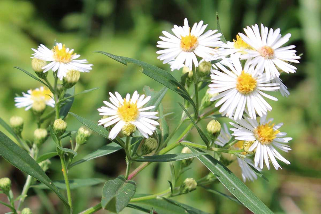 White Aster Flower Seeds for Planting – Heirloom Non-GMO High Germination Organic Seeds