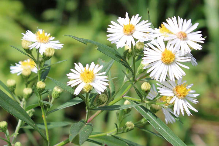 White Aster Flower Seeds for Planting – Heirloom Non-GMO High Germination Organic Seeds