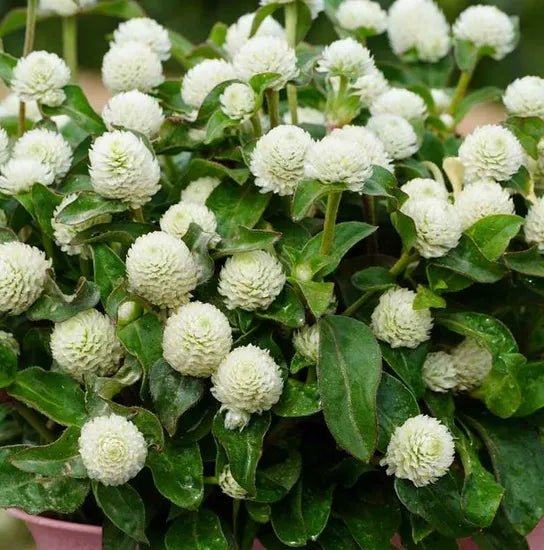 whiteannualherbflowergomphrenaglobosaheirloomnongmohighgerminationorganicgarden flower seeds
