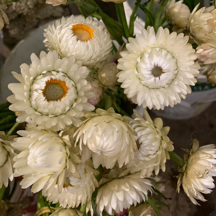 White Strawflower Seeds – Heirloom, Non-GMO, High Germination Organic Garden Seeds
