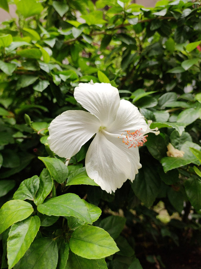 Semillas de Flor de Hibisco Sirio Blanco – Cimelio, No Modificadas Genéticamente, Semillas de Alta Germinación