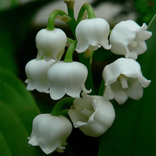 White Lily Of The Valley Flower Seeds – Heirloom, Non-GMO, High Germination Seeds