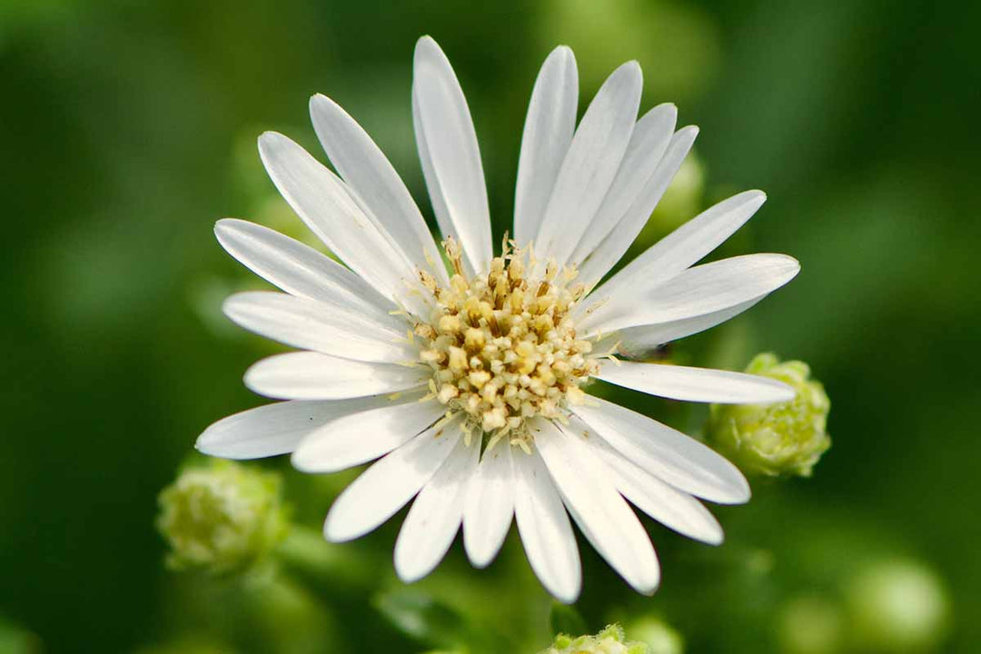 Aster Flower Seeds White for Planting – Heirloom Non-GMO High Germination Organic Seeds