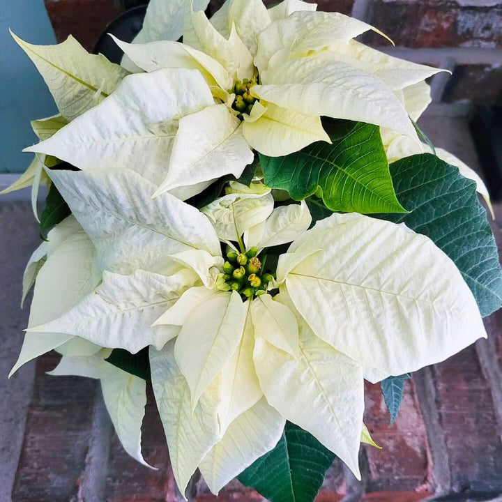 White Poinsettia Flower Seeds – Heirloom Non-GMO High Germination Organic Garden Seeds