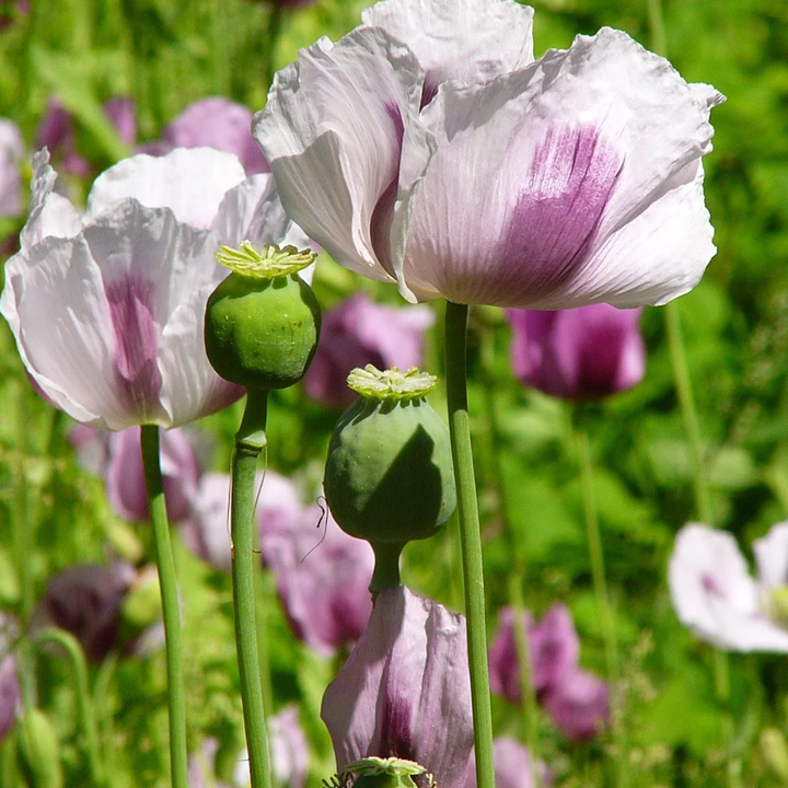 tasmanian poppy flower seeds