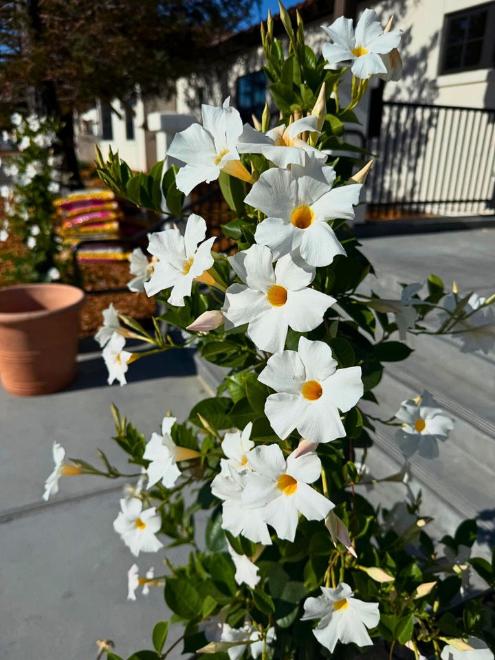 Semillas de Flores de Dipladenia Blanca Fresca – Semillas Heredadas No Modificadas Genéticamente de Alta Germinación