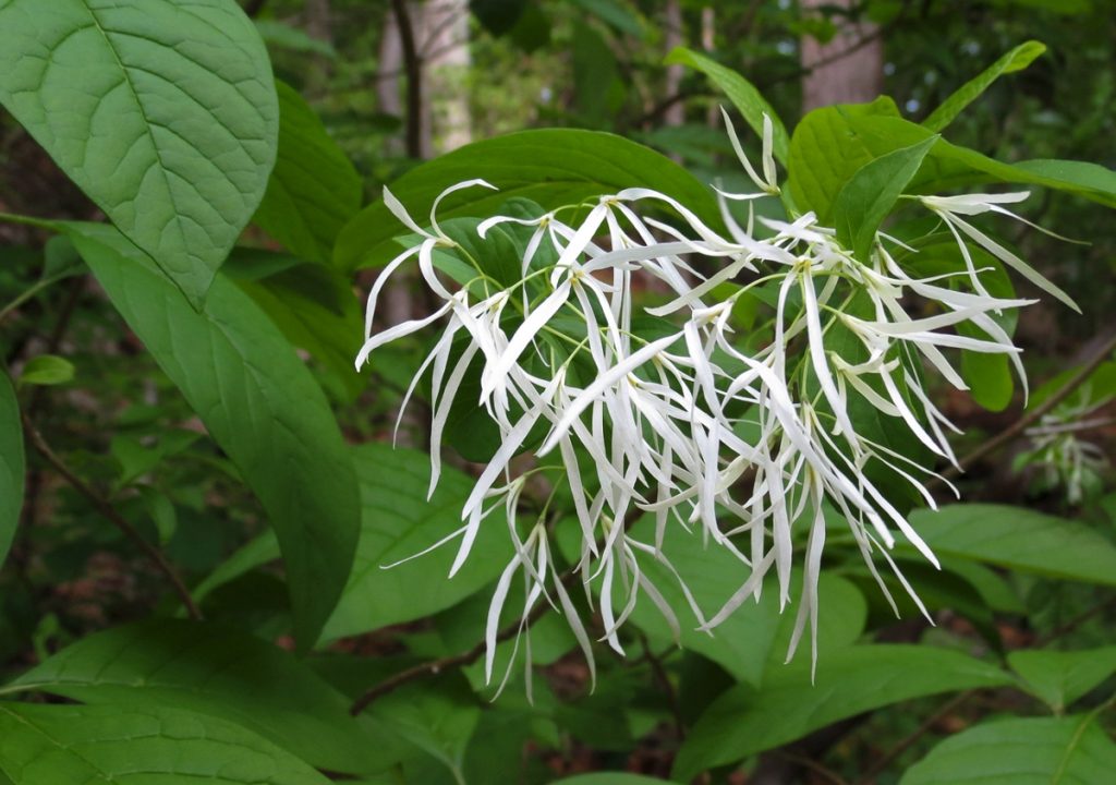 Chionanthus Flower Seeds for Planting – Heirloom, Non-GMO, High Germination Organic Garden Seeds