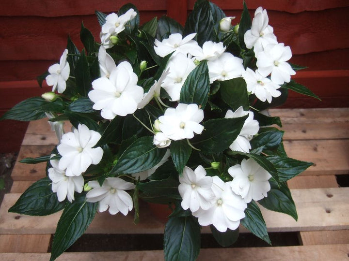 Guinea Flower Seeds White – Heirloom, Non-GMO, High Germination Seeds for Planting
