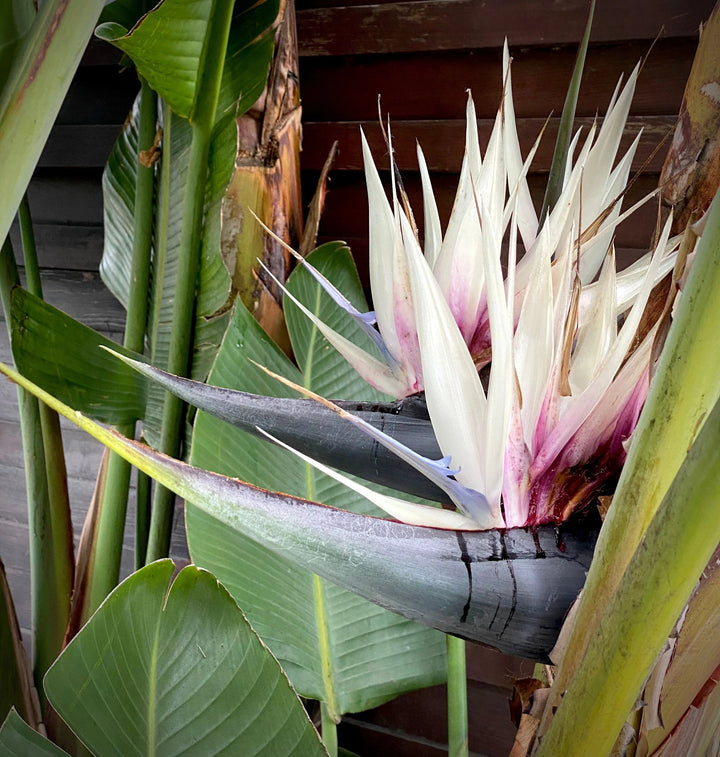 Semillas de flor Strelitzia Reginae blanca – Orgánicas, sin OMG, de polinización abierta, de alta germinación para jardín